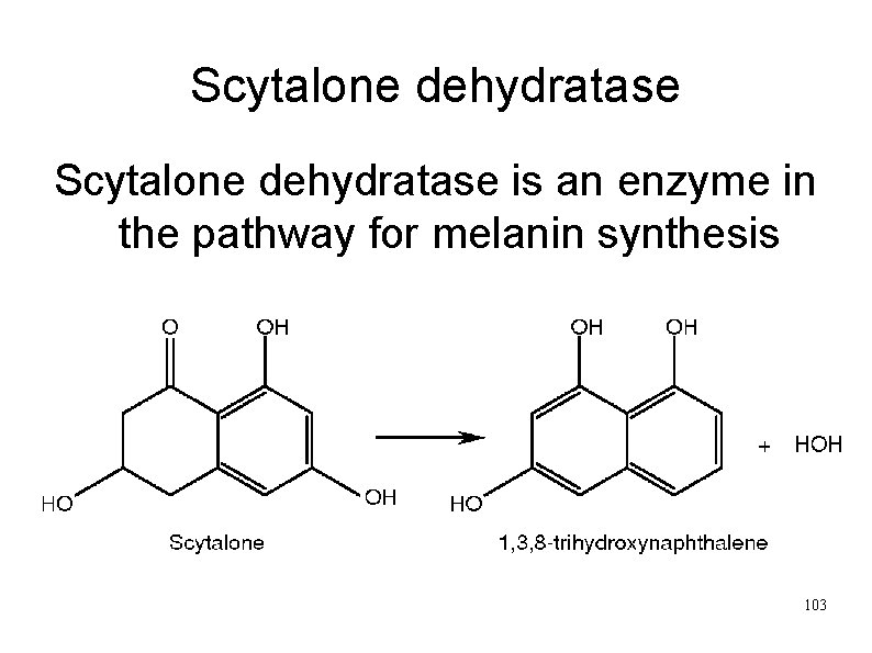 Scytalone dehydratase is an enzyme in the pathway for melanin synthesis 103 