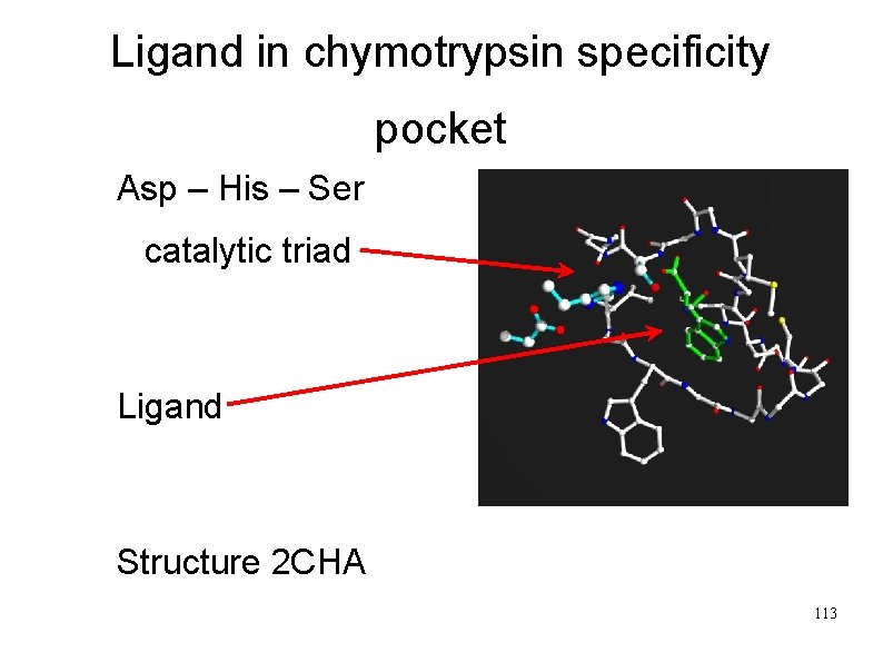 Ligand in chymotrypsin specificity pocket Asp – His – Ser catalytic triad Ligand Structure
