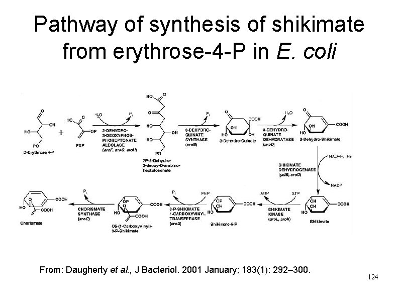 Pathway of synthesis of shikimate from erythrose-4 -P in E. coli From: Daugherty et