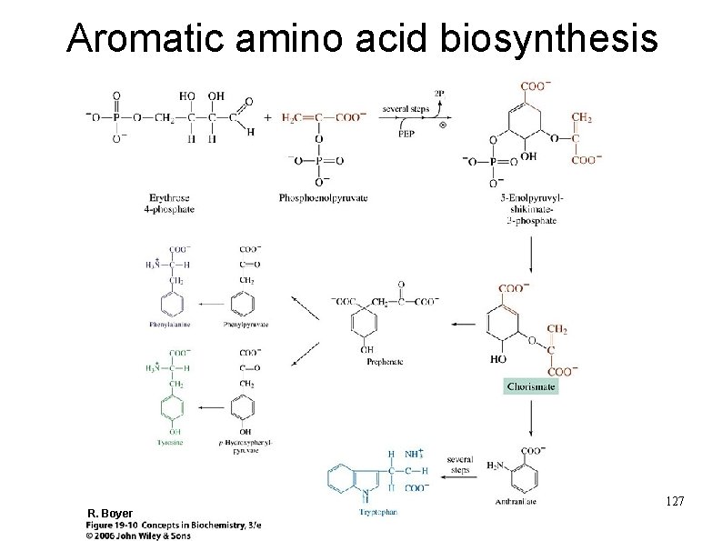 Aromatic amino acid biosynthesis R. Boyer 127 