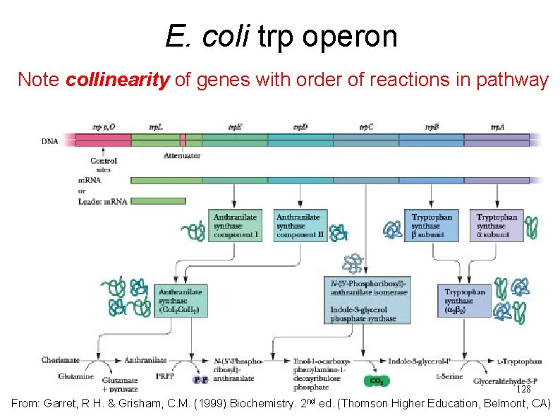 E. coli trp operon Note collinearity of genes with order of reactions in pathway