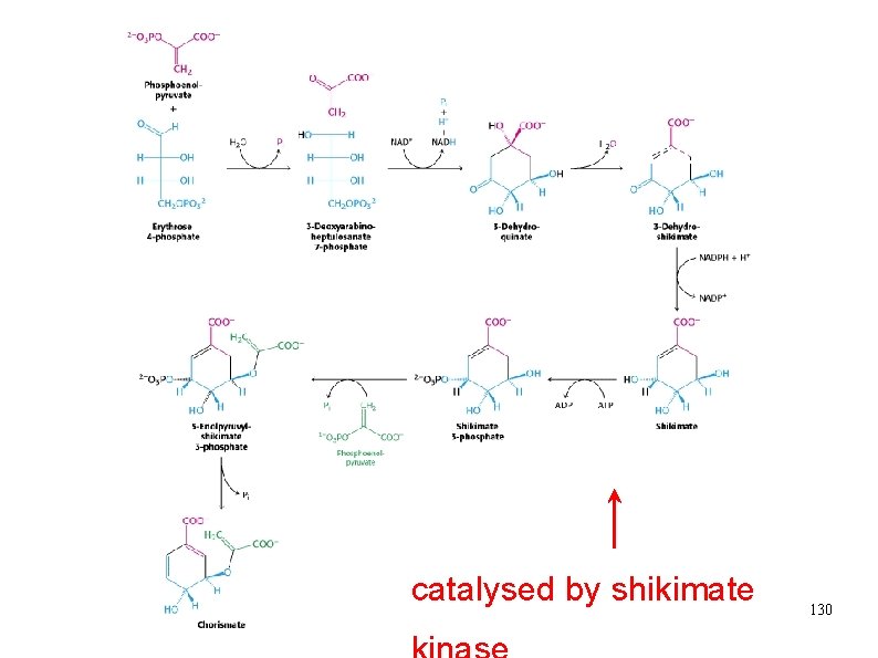 3 dehydroquinate shikimate-5 -P ← shikimate chorismate catalysed by shikimate 130 