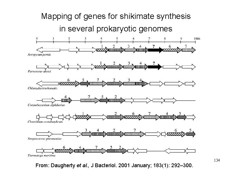 Mapping of genes for shikimate synthesis in several prokaryotic genomes 134 From: Daugherty et