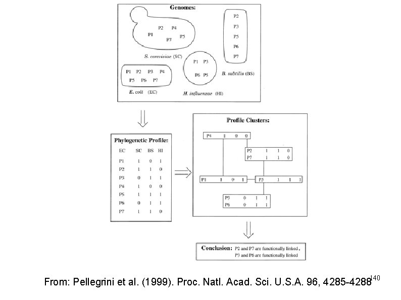 140 From: Pellegrini et al. (1999). Proc. Natl. Acad. Sci. U. S. A. 96,