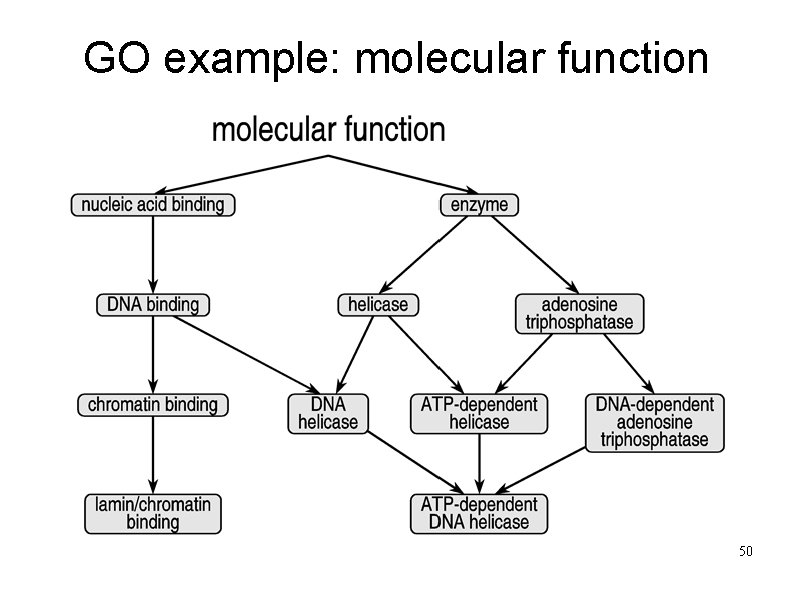 GO example: molecular function 50 