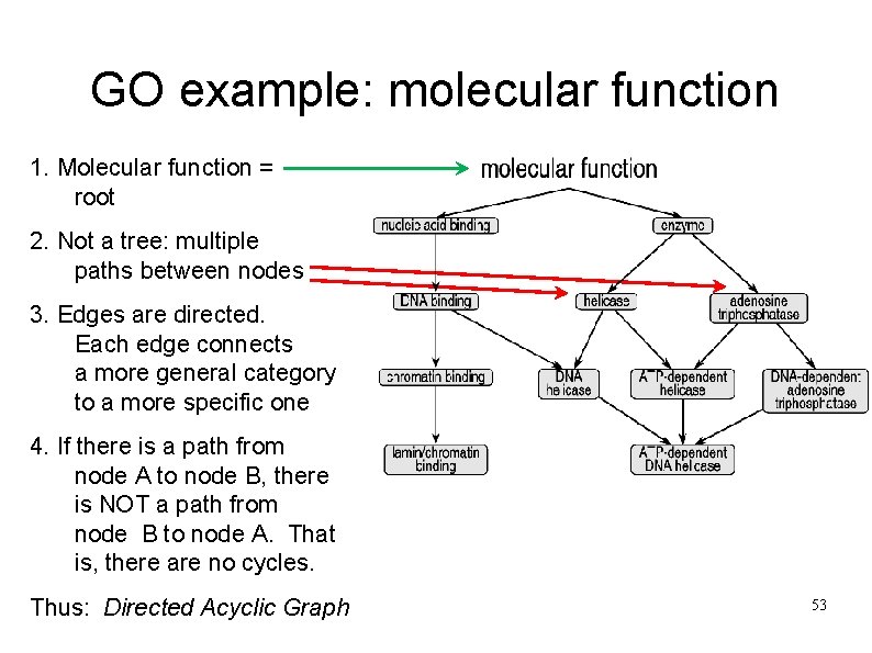 GO example: molecular function 1. Molecular function = root 2. Not a tree: multiple