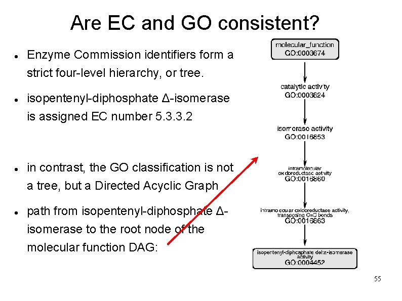 Are EC and GO consistent? Enzyme Commission identifiers form a strict four-level hierarchy, or
