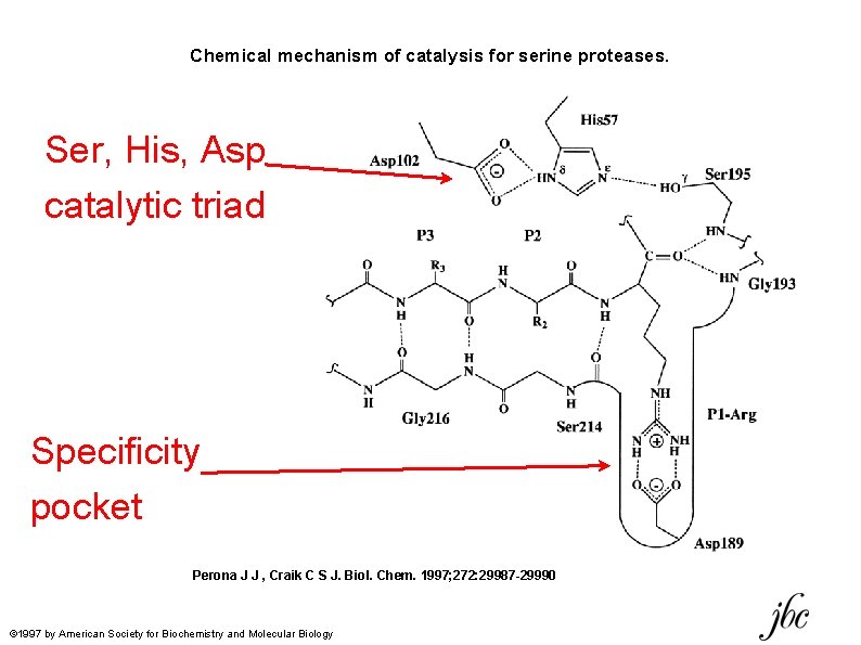Chemical mechanism of catalysis for serine proteases. Ser, His, Asp catalytic triad Specificity pocket
