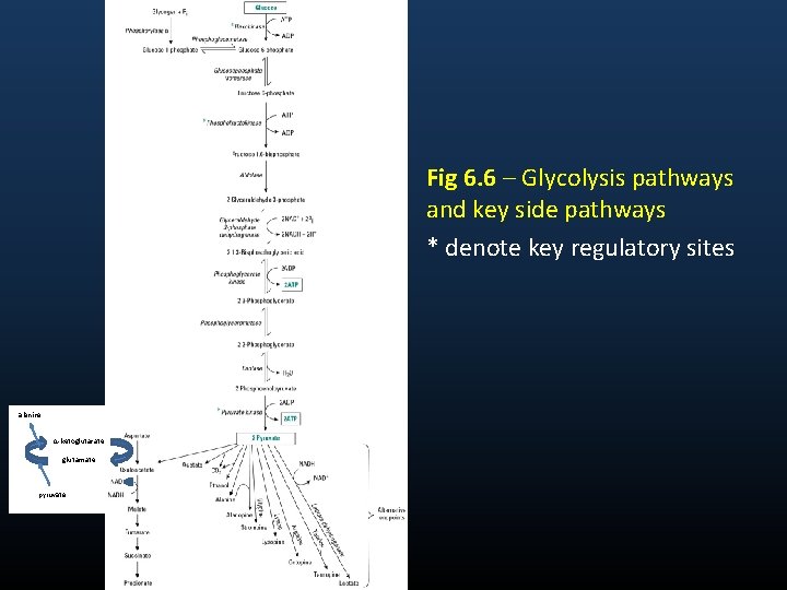 Fig 6. 6 – Glycolysis pathways and key side pathways * denote key regulatory