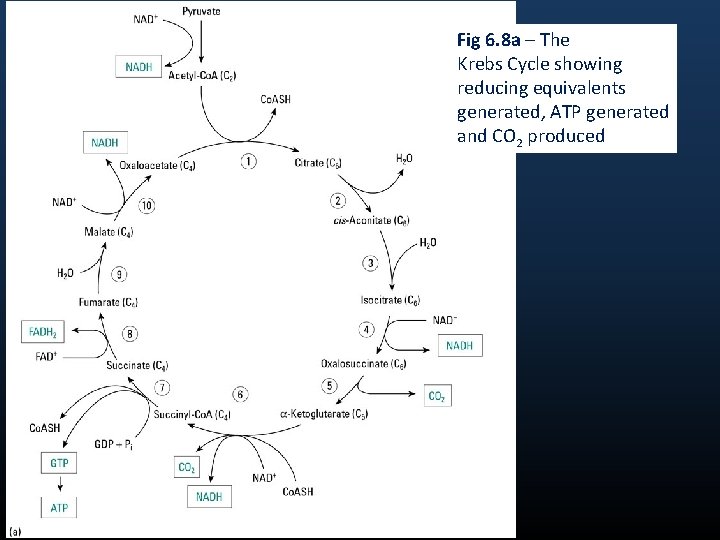 Fig 6. 8 a – The Krebs Cycle showing reducing equivalents generated, ATP generated