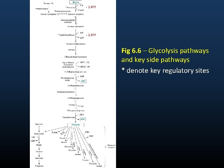 - 1 ATP Fig 6. 6 – Glycolysis pathways and key side pathways *