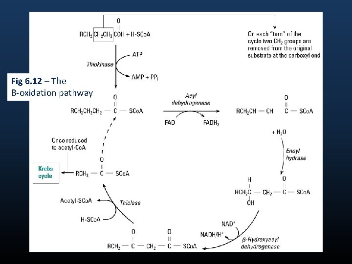 Fig 6. 12 – The Β-oxidation pathway 