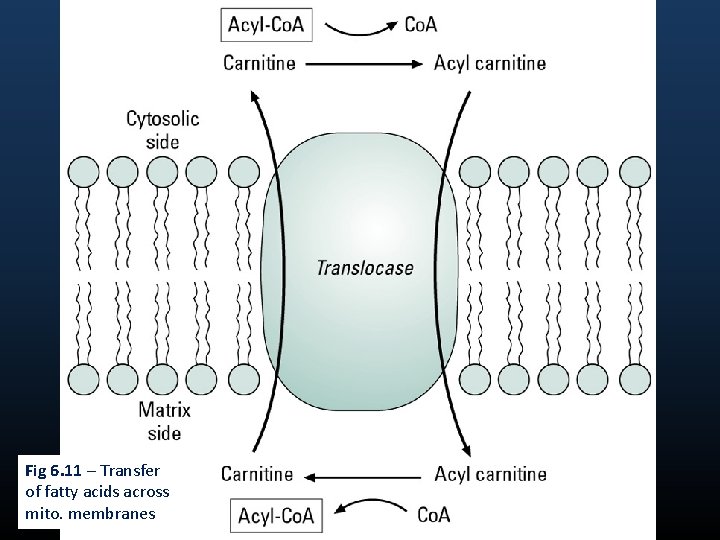 Fig 6. 11 – Transfer of fatty acids across mito. membranes 