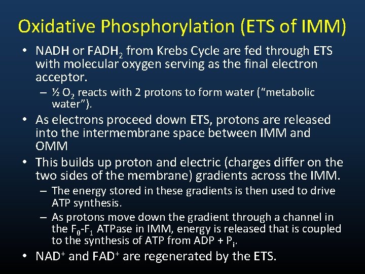 Oxidative Phosphorylation (ETS of IMM) • NADH or FADH 2 from Krebs Cycle are