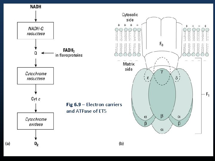 Fig 6. 9 – Electron carriers and ATPase of ETS 