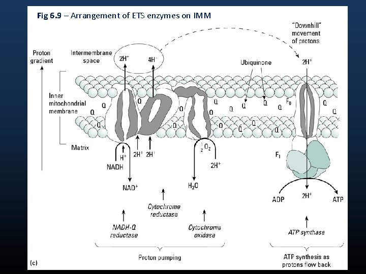 Fig 6. 9 – Arrangement of ETS enzymes on IMM 