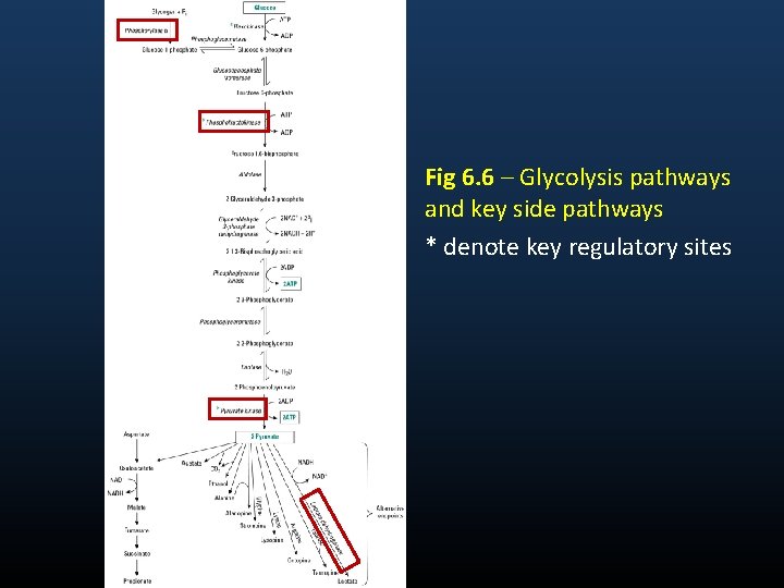 Fig 6. 6 – Glycolysis pathways and key side pathways * denote key regulatory