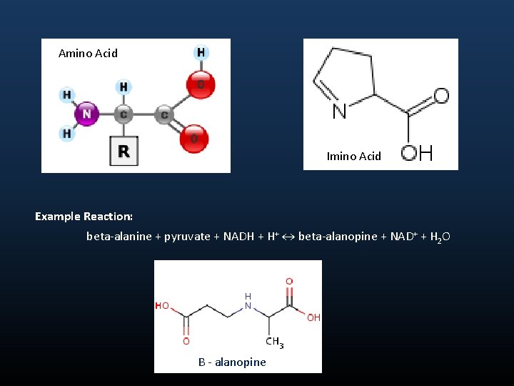 Amino Acid Imino Acid Example Reaction: beta-alanine + pyruvate + NADH + H+ beta-alanopine