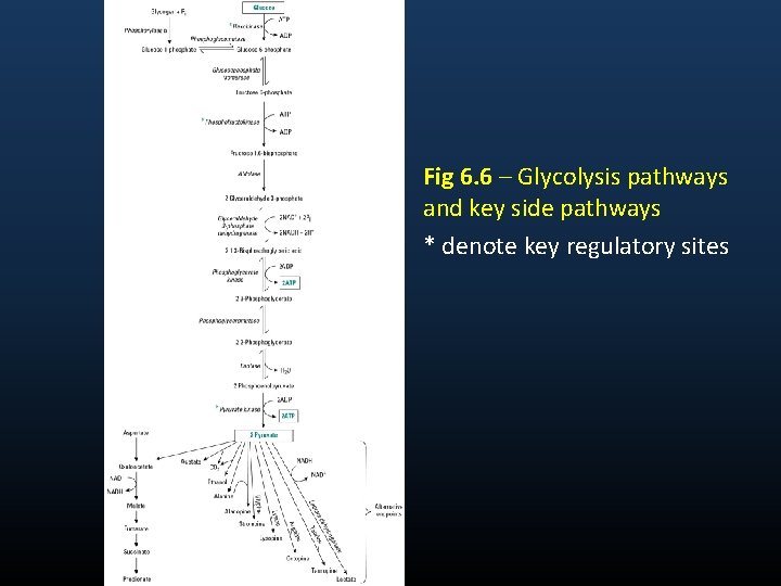 Fig 6. 6 – Glycolysis pathways and key side pathways * denote key regulatory