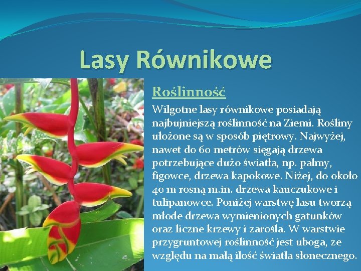 Lasy Równikowe Roślinność Wilgotne lasy równikowe posiadają najbujniejszą roślinność na Ziemi. Rośliny ułożone są