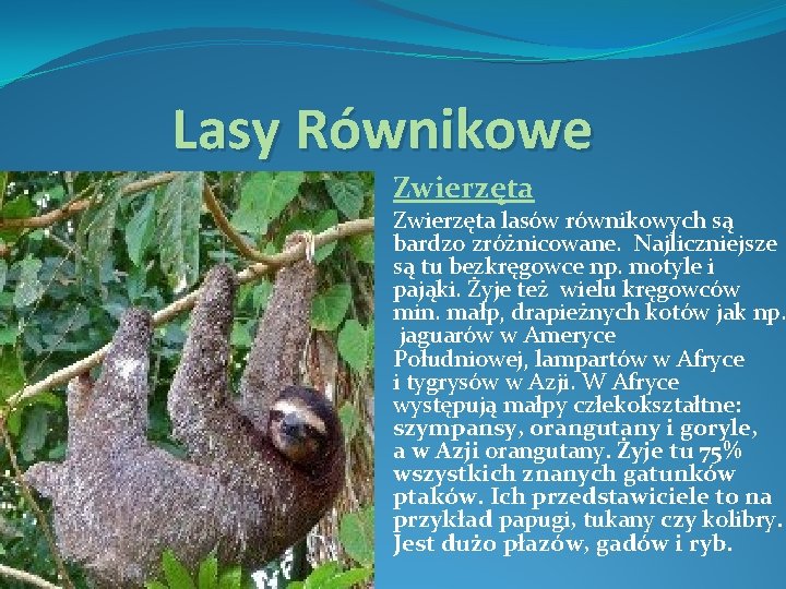 Lasy Równikowe Zwierzęta lasów równikowych są bardzo zróżnicowane. Najliczniejsze są tu bezkręgowce np. motyle