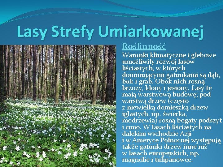 Lasy Strefy Umiarkowanej Roślinność Warunki klimatyczne i glebowe umożliwiły rozwój lasów liściastych, w których