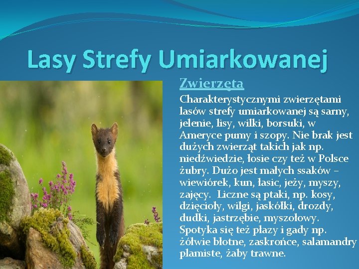 Lasy Strefy Umiarkowanej Zwierzęta Charakterystycznymi zwierzętami lasów strefy umiarkowanej są sarny, jelenie, lisy, wilki,