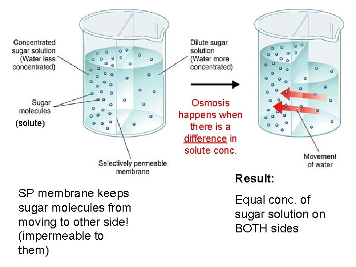 (solute) Osmosis happens when there is a difference in solute conc. Result: SP membrane