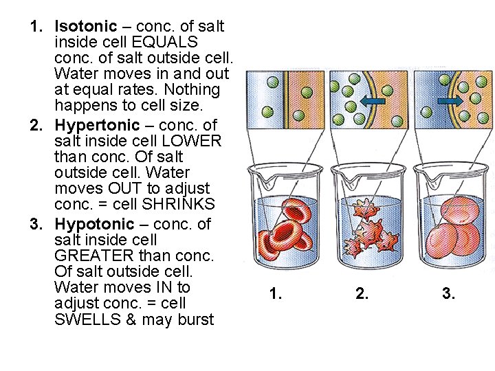 1. Isotonic – conc. of salt inside cell EQUALS conc. of salt outside cell.