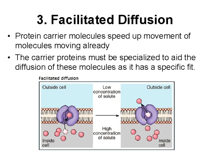 3. Facilitated Diffusion • Protein carrier molecules speed up movement of molecules moving already