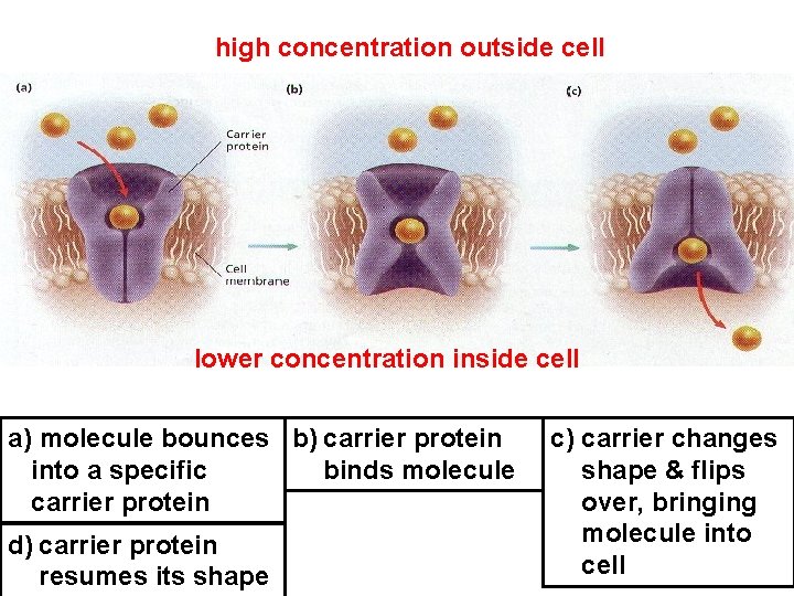 high concentration outside cell lower concentration inside cell a) molecule bounces b) carrier protein