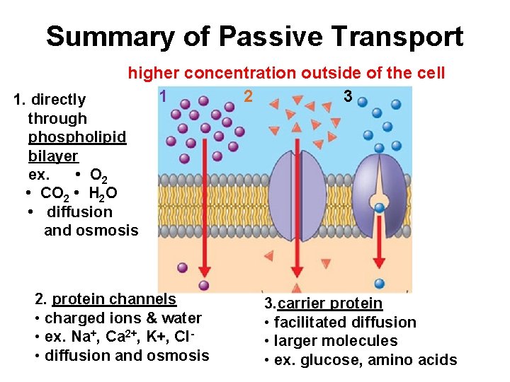 Summary of Passive Transport higher concentration outside of the cell 1 2 3 1.