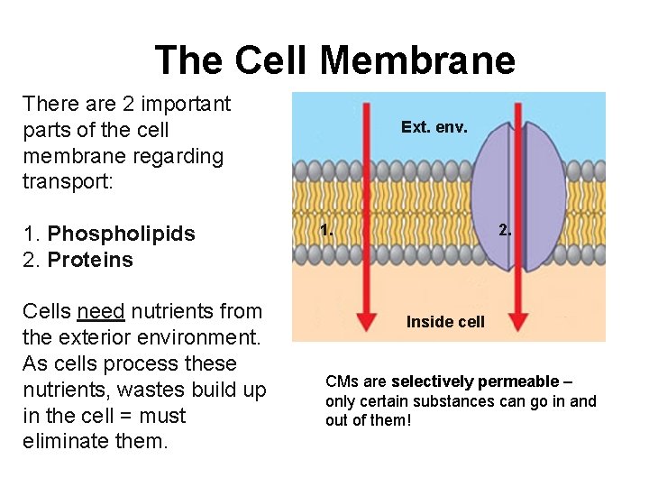 The Cell Membrane There are 2 important parts of the cell membrane regarding transport: