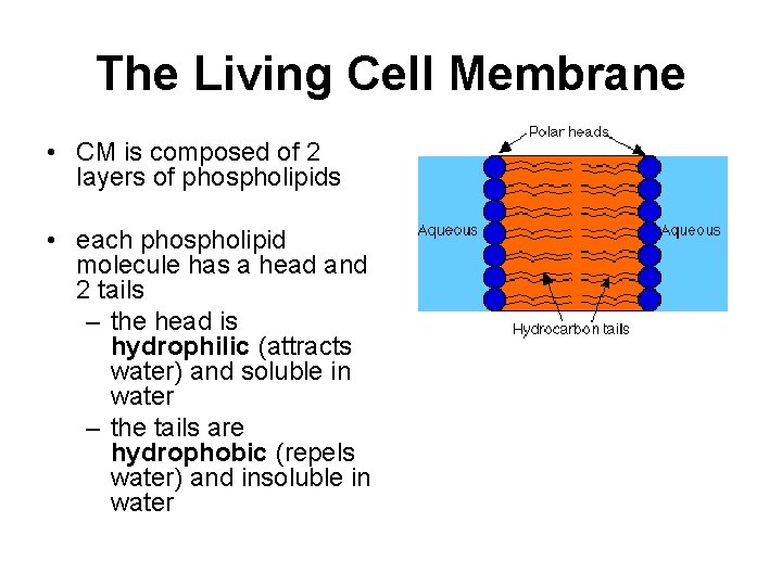 The Living Cell Membrane • CM is composed of 2 layers of phospholipids •