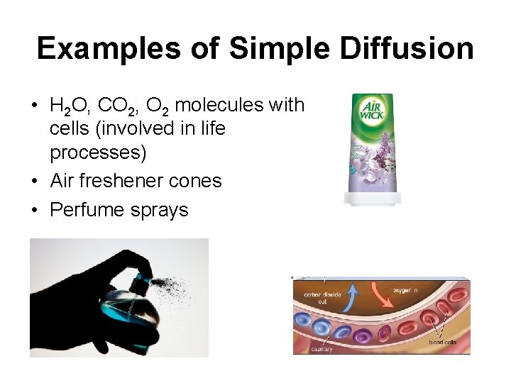 Examples of Simple Diffusion • H 2 O, CO 2, O 2 molecules with