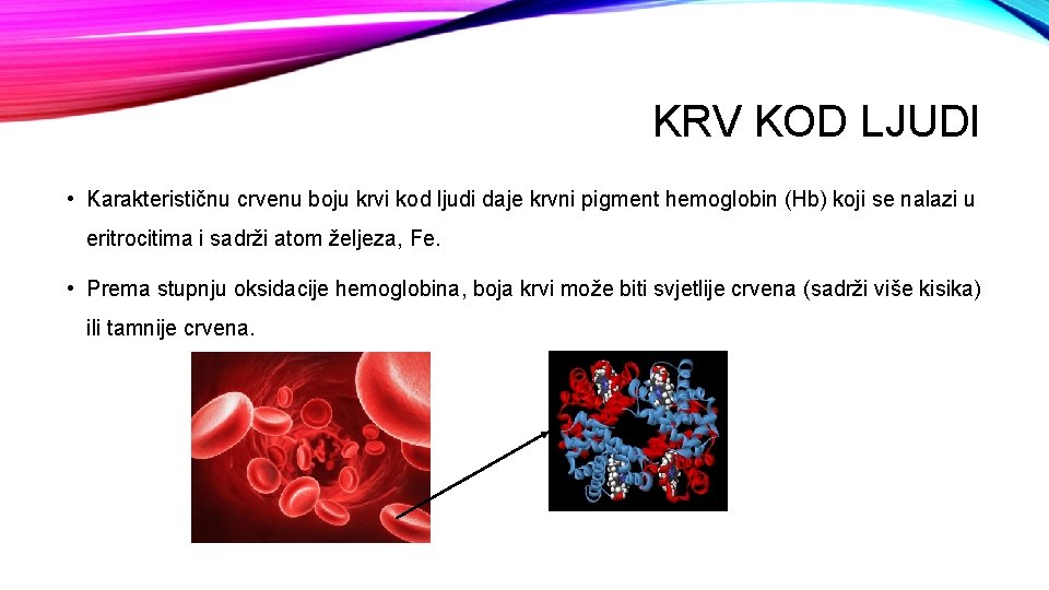 KRV KOD LJUDI • Karakterističnu crvenu boju krvi kod ljudi daje krvni pigment hemoglobin