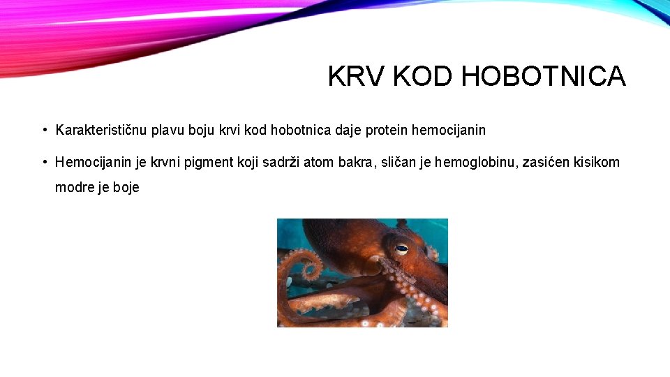 KRV KOD HOBOTNICA • Karakterističnu plavu boju krvi kod hobotnica daje protein hemocijanin •