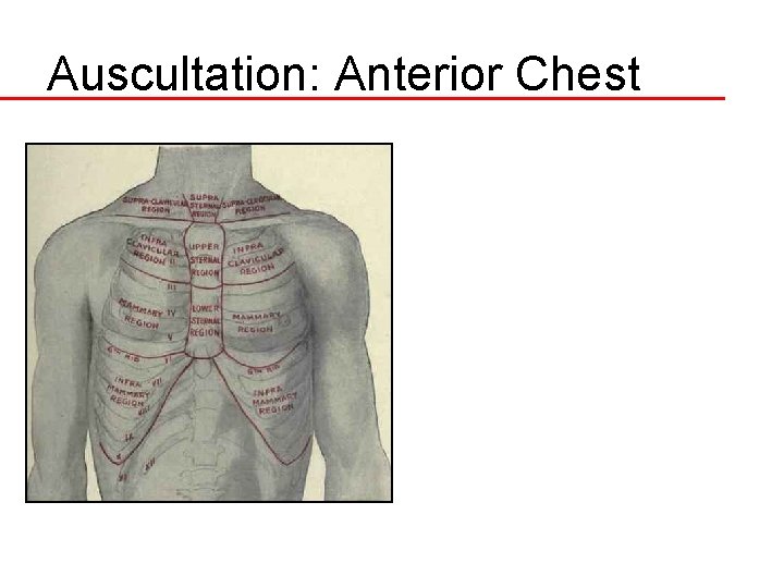 Auscultation: Anterior Chest 