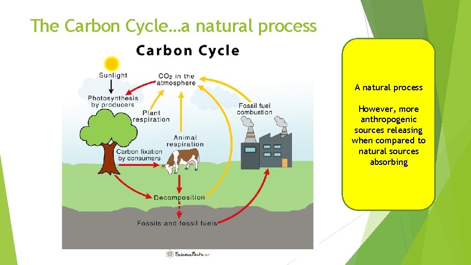 The Carbon Cycle…a natural process A natural process However, more anthropogenic sources releasing when