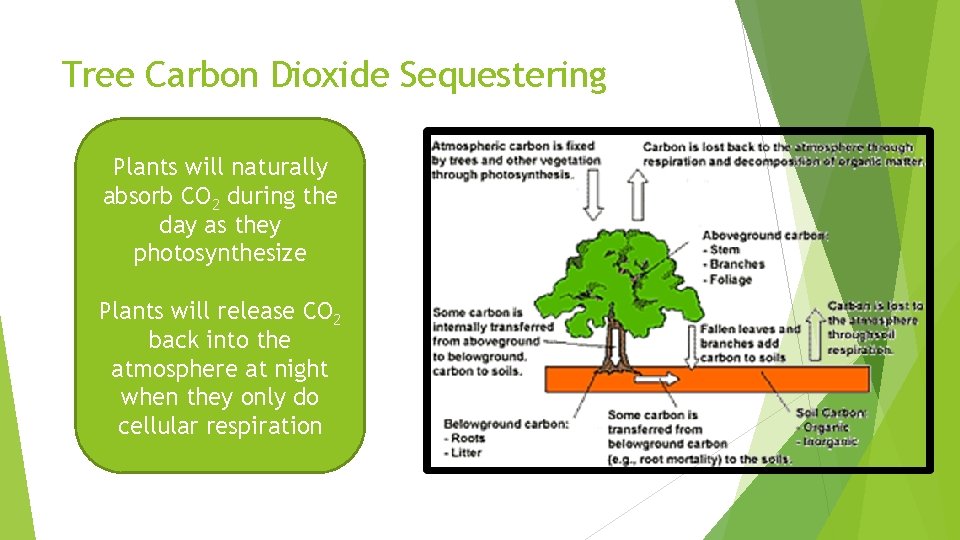 Tree Carbon Dioxide Sequestering Plants will naturally absorb CO 2 during the day as