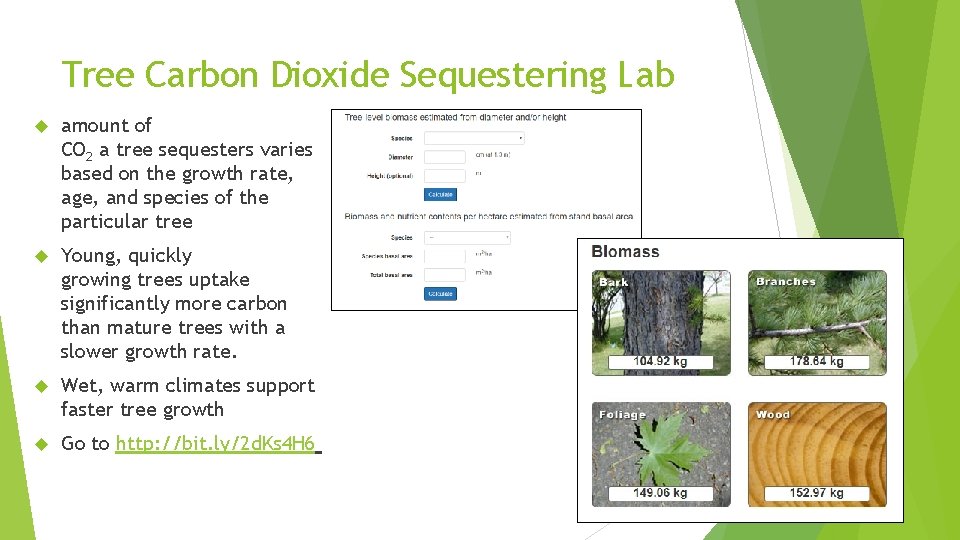Tree Carbon Dioxide Sequestering Lab amount of CO 2 a tree sequesters varies based