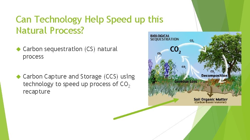 Can Technology Help Speed up this Natural Process? Carbon sequestration (CS) natural process Carbon