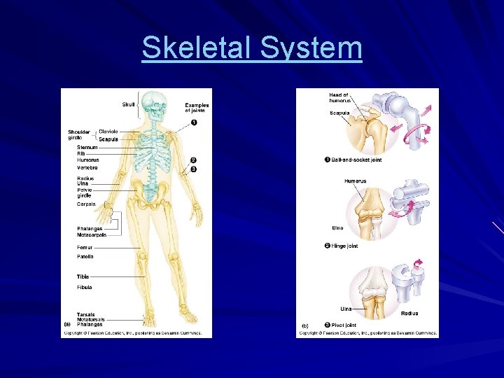 Skeletal System 