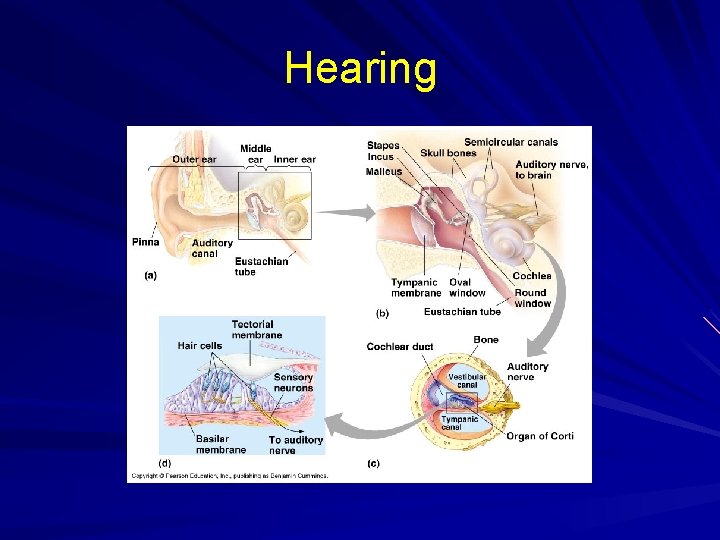 Hearing 