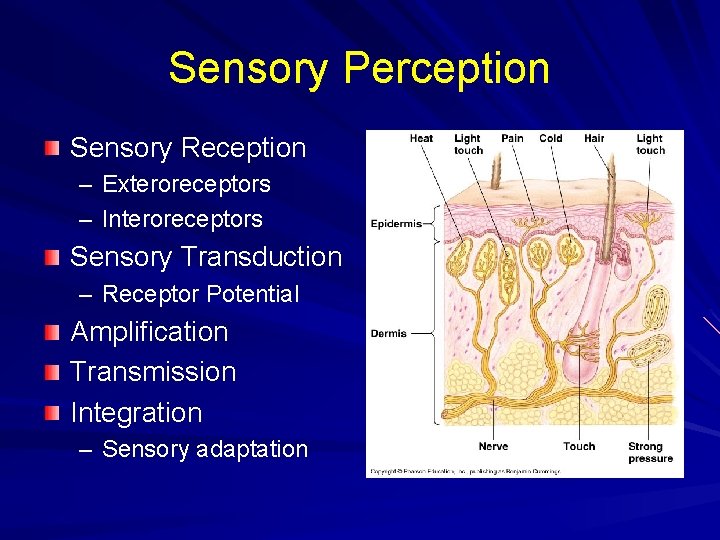 Sensory Perception Sensory Reception – Exteroreceptors – Interoreceptors Sensory Transduction – Receptor Potential Amplification