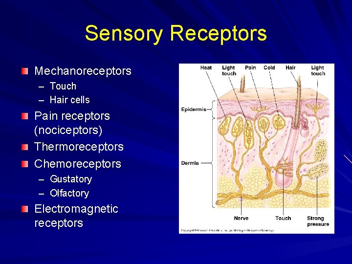 Sensory Receptors Mechanoreceptors – Touch – Hair cells Pain receptors (nociceptors) Thermoreceptors Chemoreceptors –