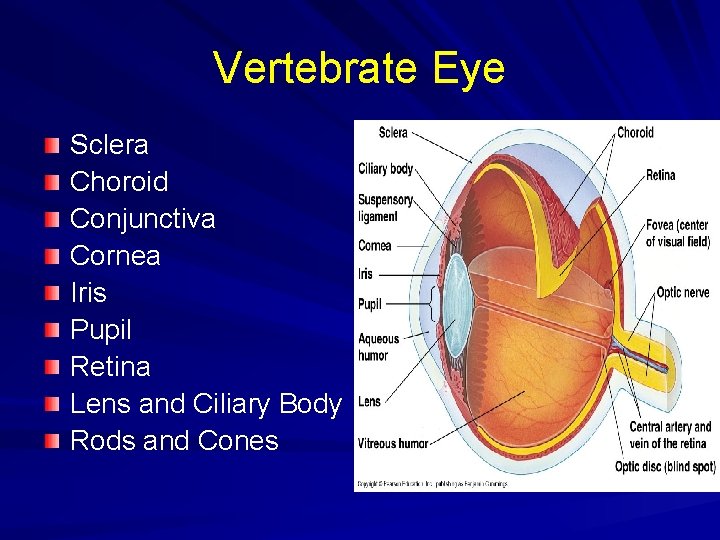 Vertebrate Eye Sclera Choroid Conjunctiva Cornea Iris Pupil Retina Lens and Ciliary Body Rods