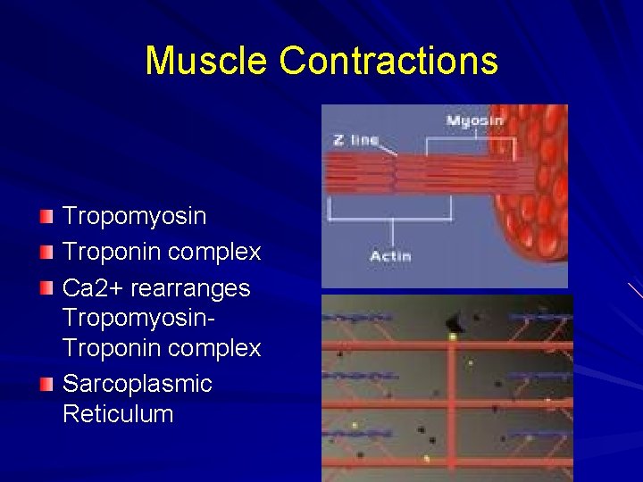 Muscle Contractions Tropomyosin Troponin complex Ca 2+ rearranges Tropomyosin. Troponin complex Sarcoplasmic Reticulum 