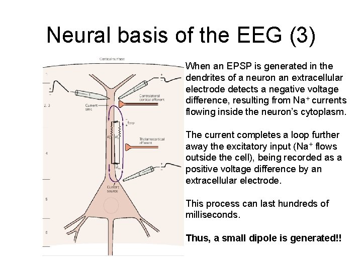 Neural basis of the EEG (3) When an EPSP is generated in the dendrites