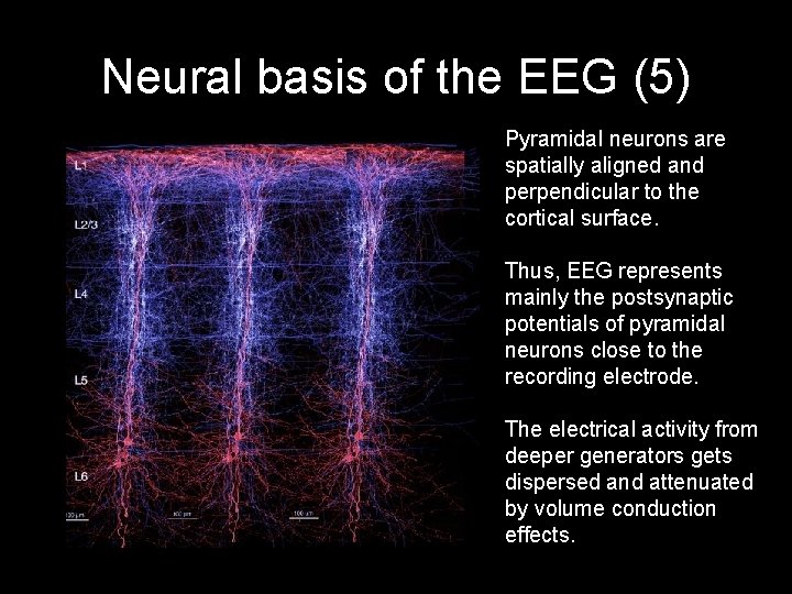 Neural basis of the EEG (5) Pyramidal neurons are spatially aligned and perpendicular to